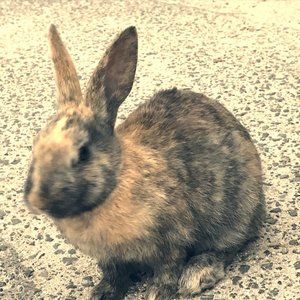 Meet your Posher, 🐰